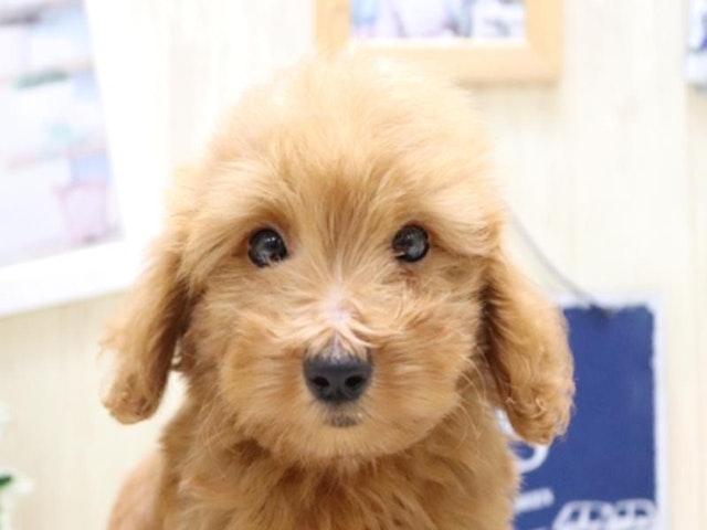 広島県のハーフ犬・ミックス犬 (ペッツワン広島LECT店/2024年4月22日生まれ/男の子/レッド)の子犬